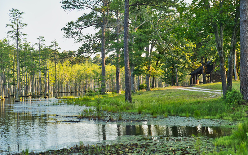 Cypress Grove Nature Park in Jackson, TN