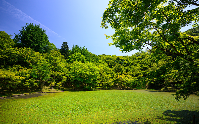 Liberty Garden Park And Arboretum